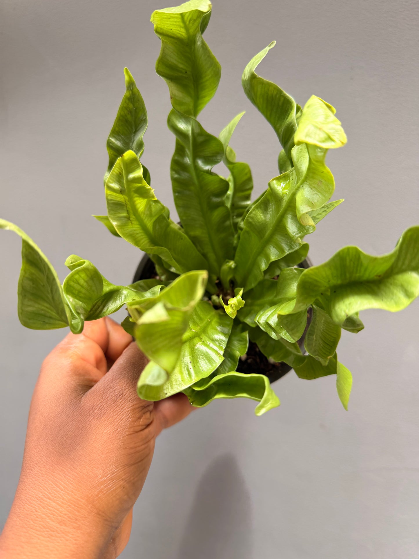 Asplenium Crispy Wave