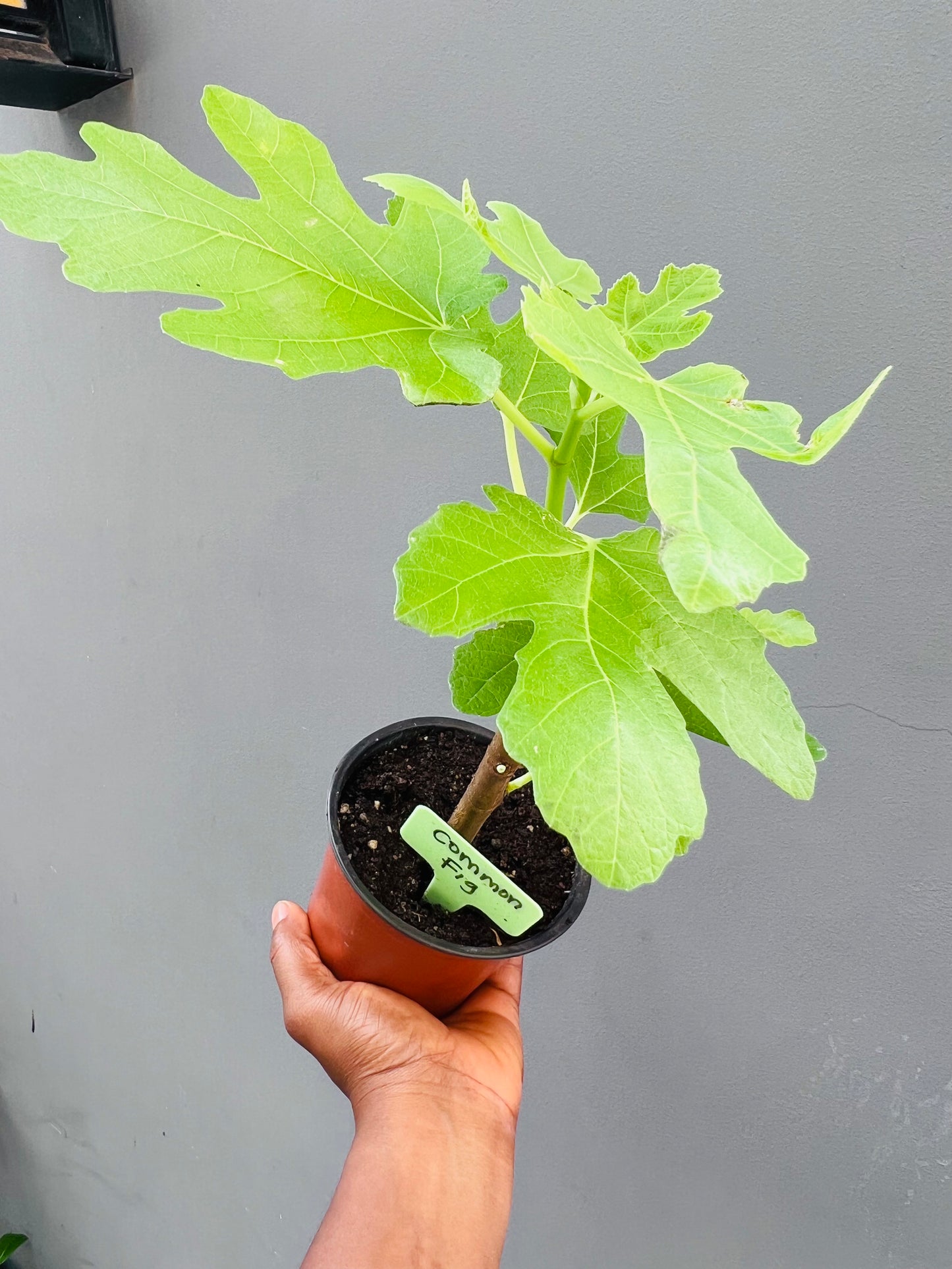 Common fig seedling