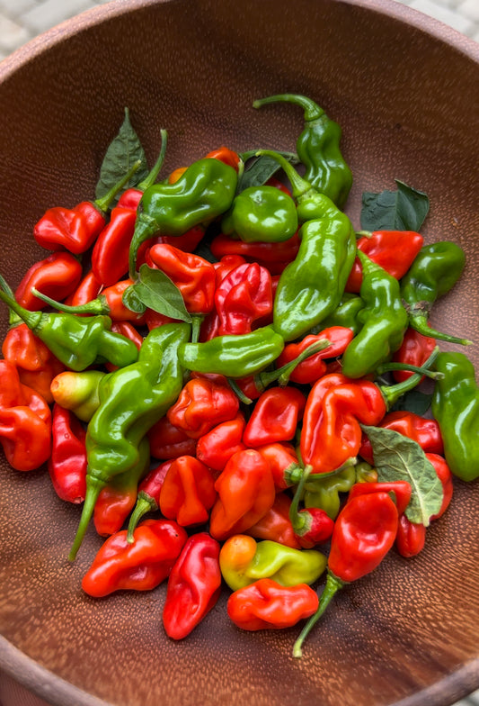 Scotch bonnet Pepper Seeds