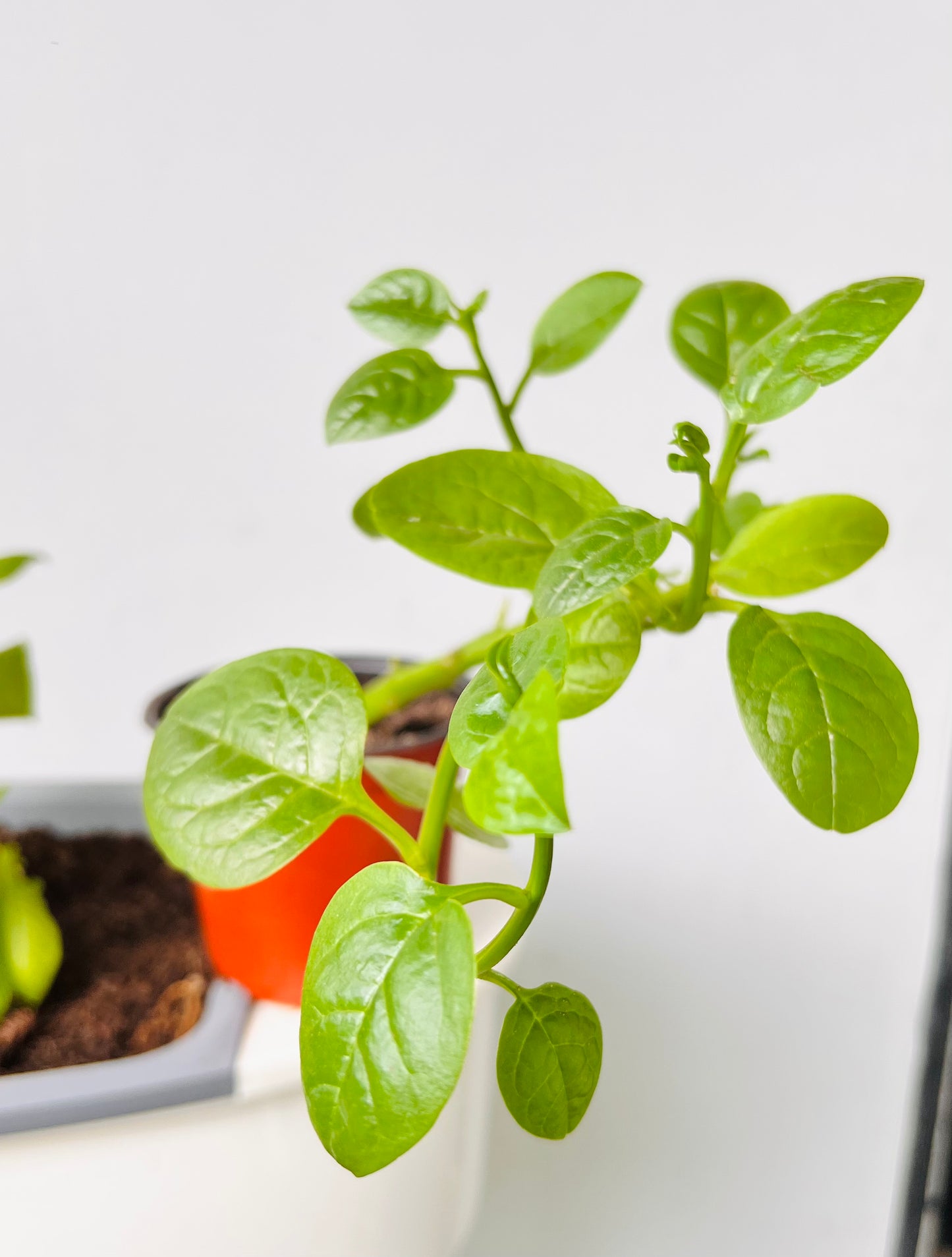 Malabar Spinach seedling