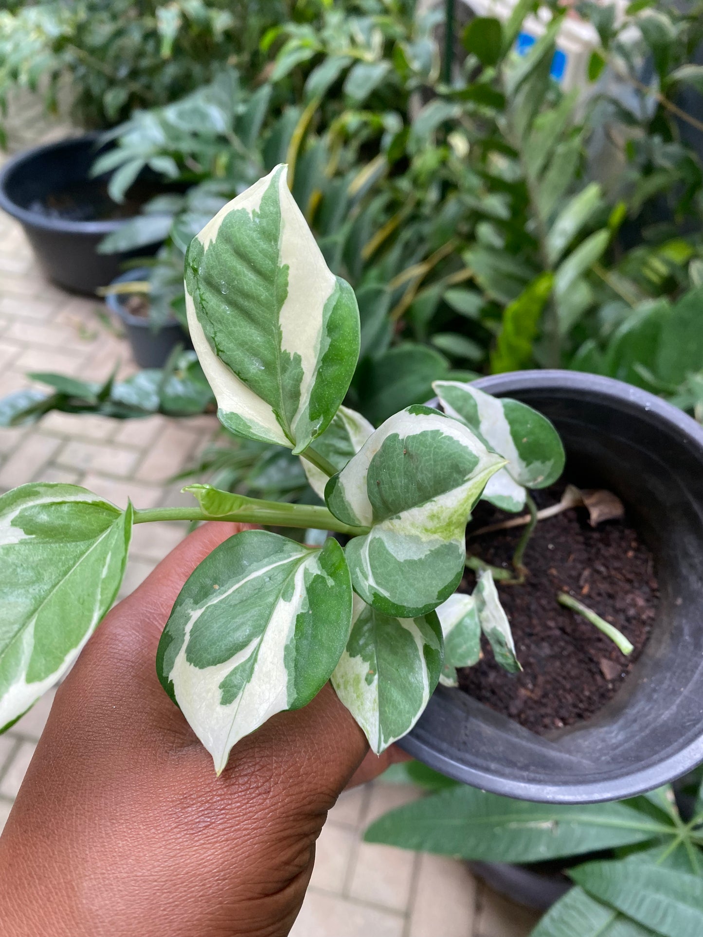 N’joy Pothos