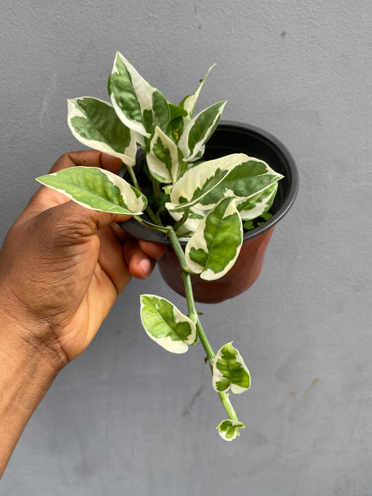 N’joy Pothos