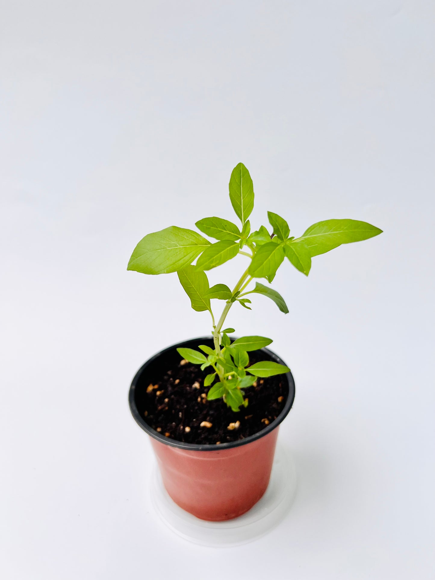 Siam Queen Thai Basil seedling