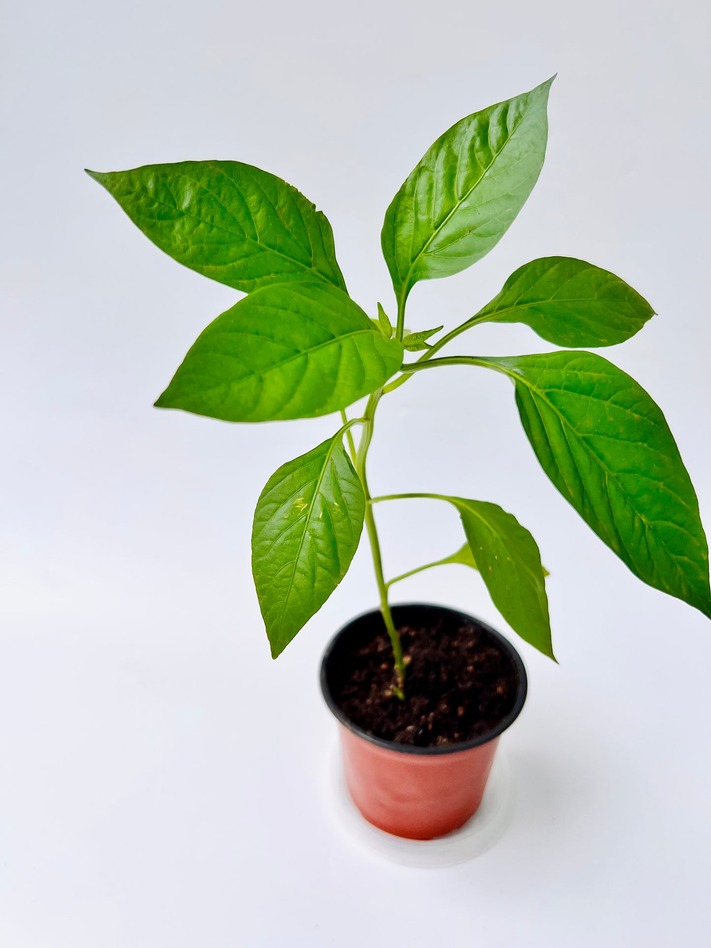 Yellow Bell Pepper Seedling