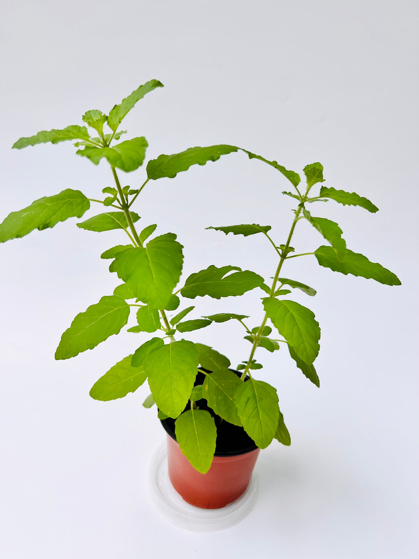 Holy Basil (Tulsi) Seedling