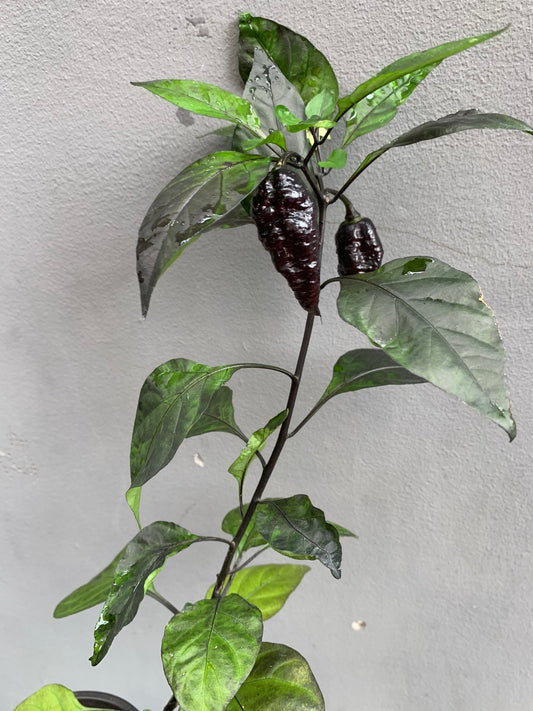 7 Pot Bubble gum x Armageddon Seedling