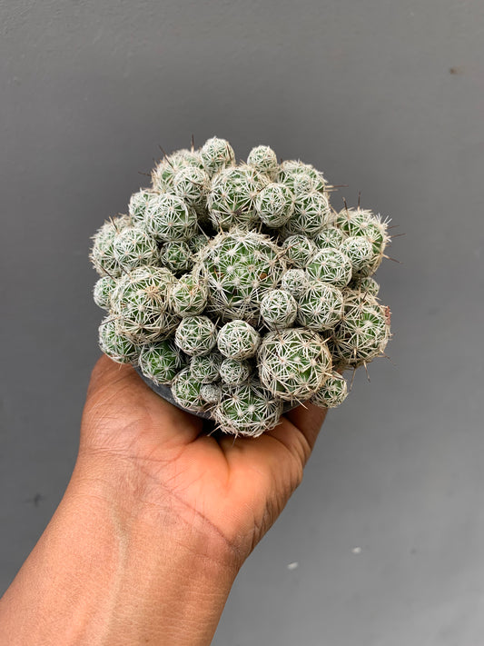 Gold Lace cactus
