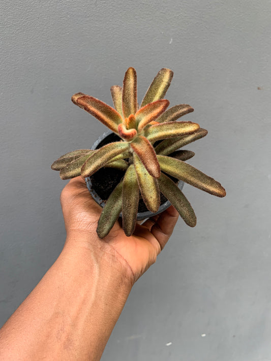 Chocolate Soldier Kalanchoe