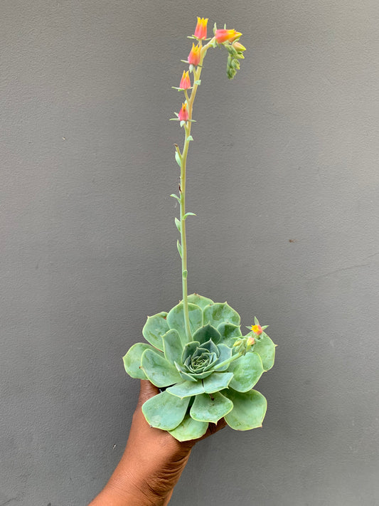 Echeveria
