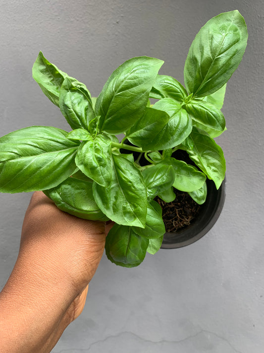 Genovese Basil Seedling