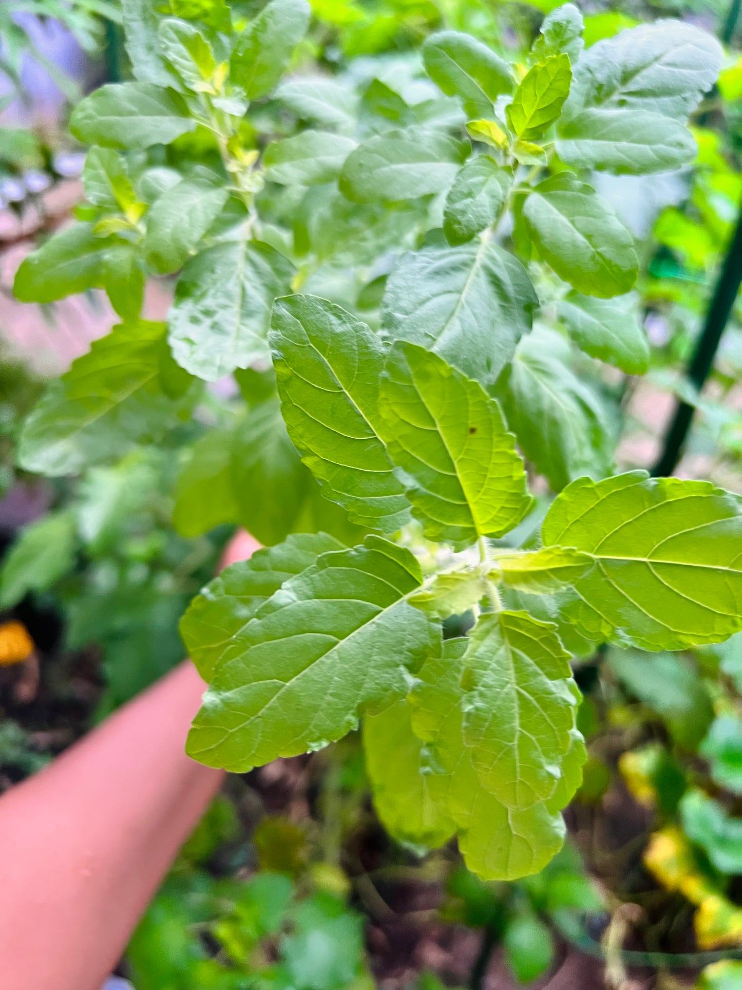 Holy Basil (Tulsi) Seedling