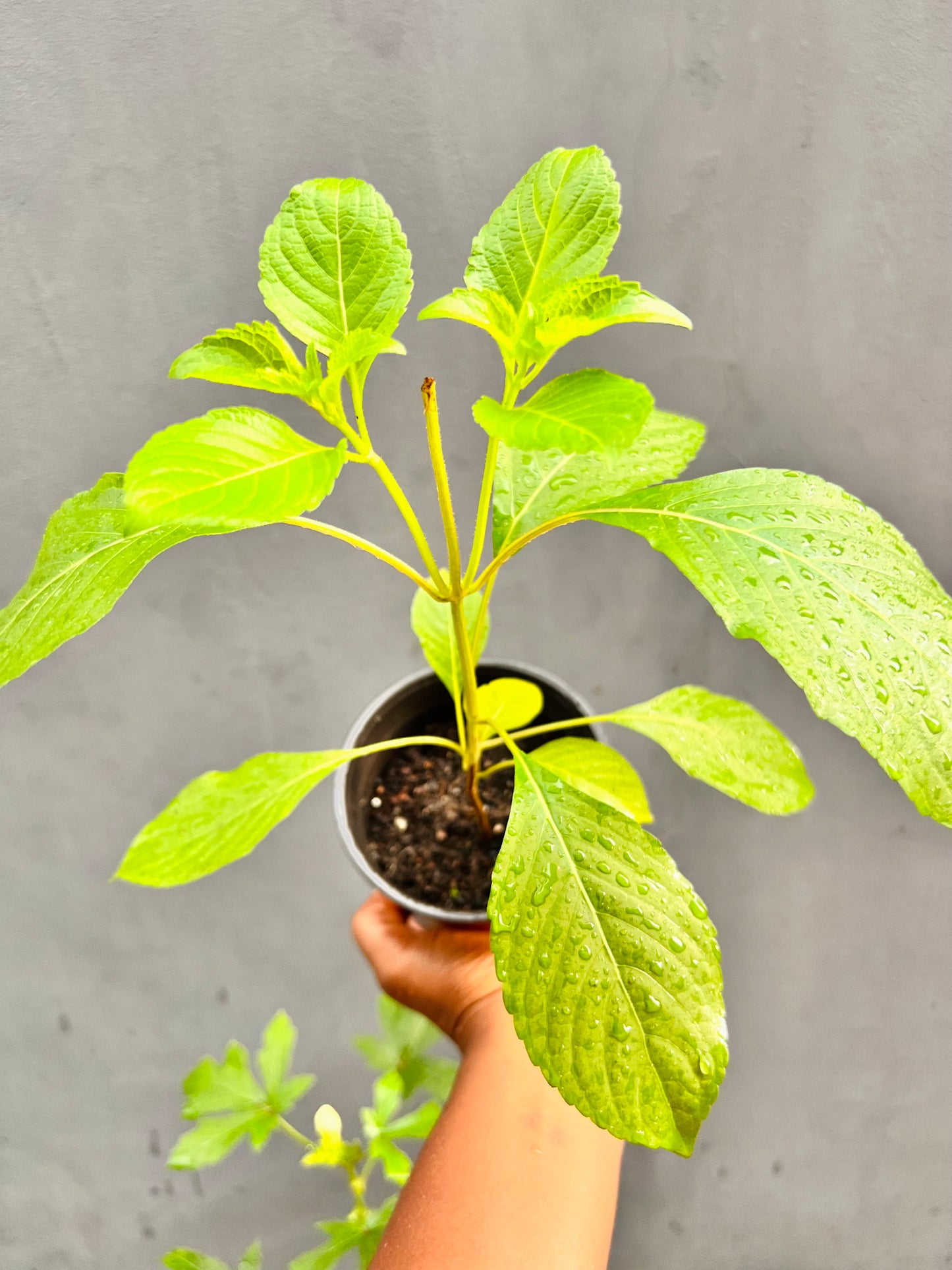 Scent Leaf - Clove Basil seedling