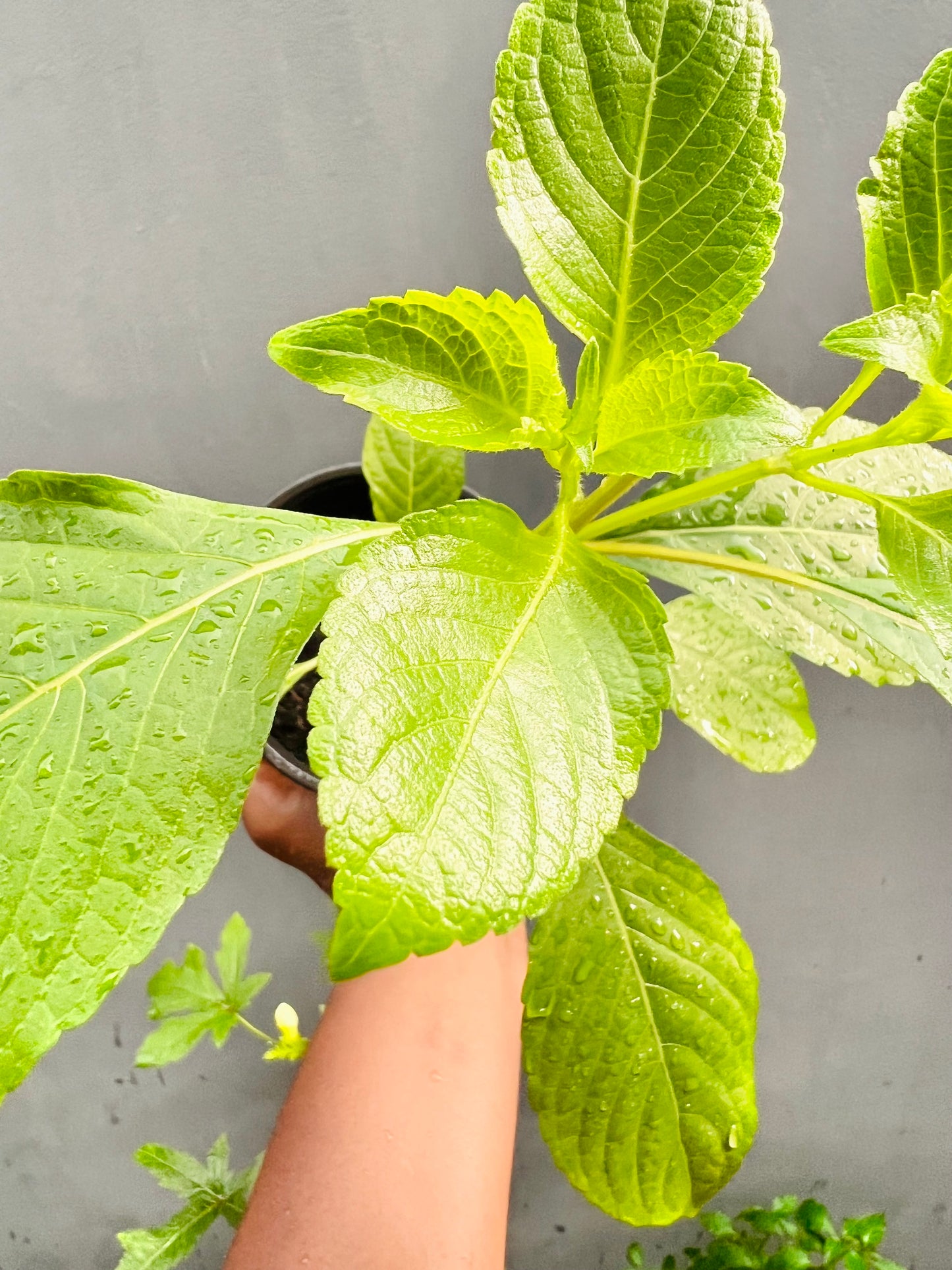 Scent Leaf - Clove Basil seedling