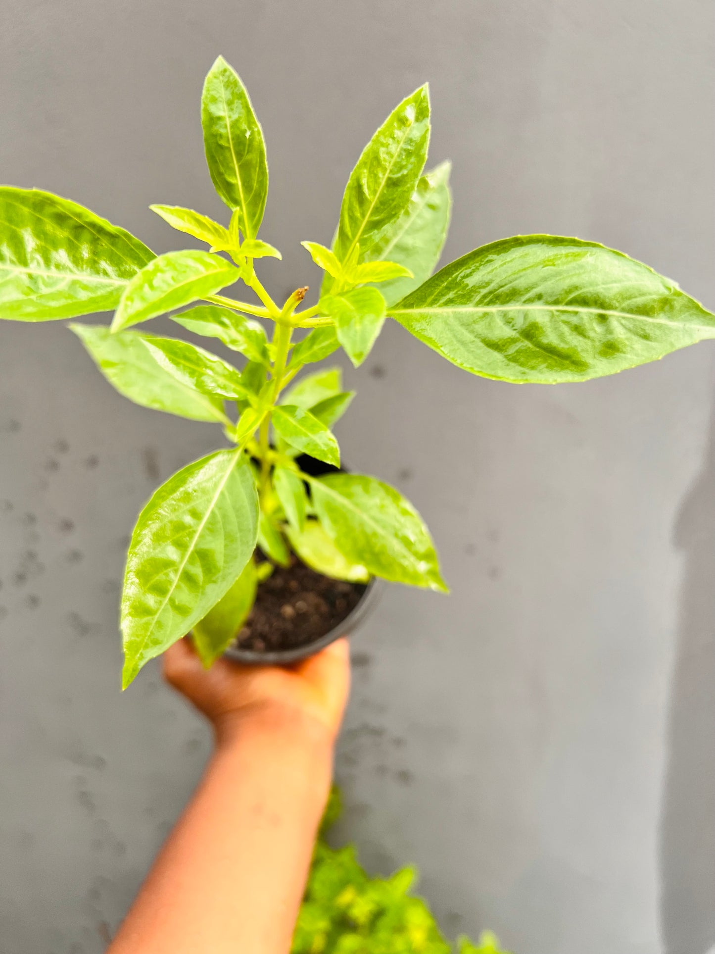 Akoko Mesa Basil Seedling