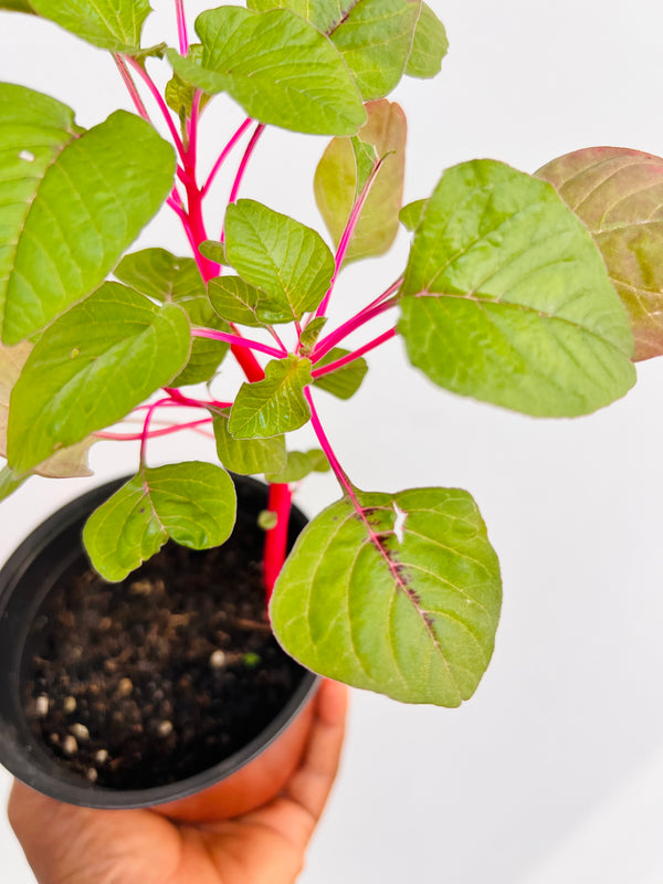 Pink Beauty Amaranth Seeds – Eudana Farms