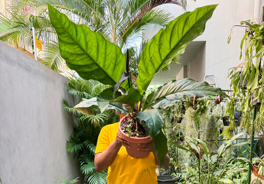 Anthurium Hookeri Green