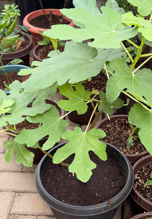 Fig Sapling