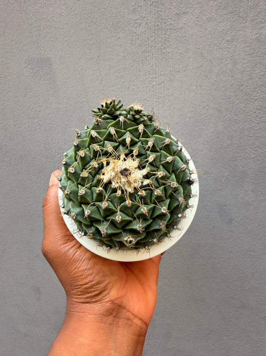 Artichoke cactus (Obregonia Denegrii)