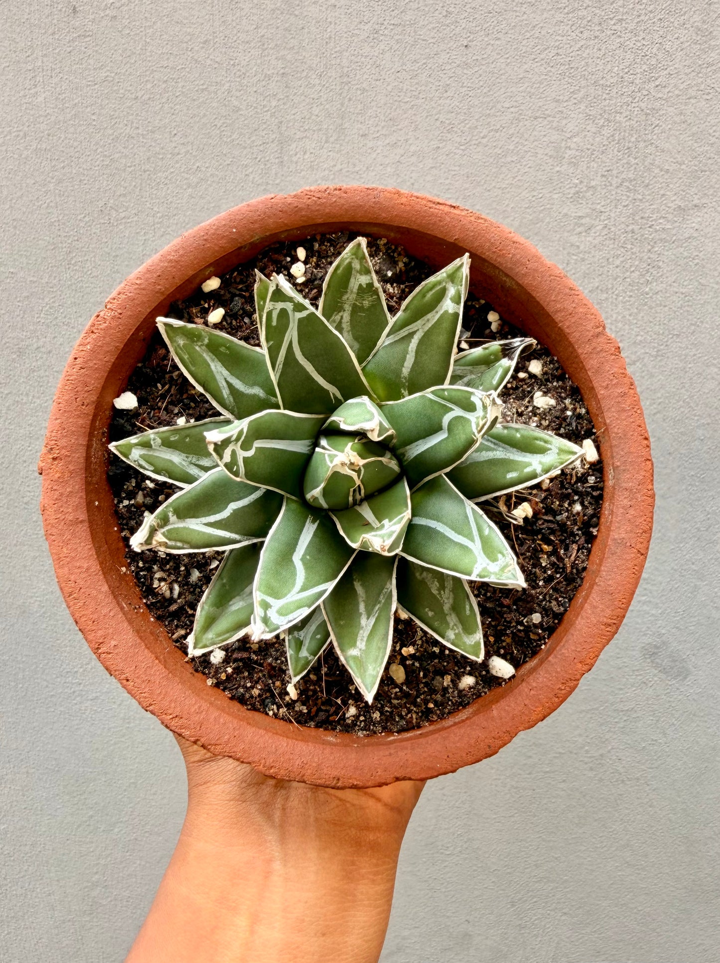 Agave victoriae-reginae