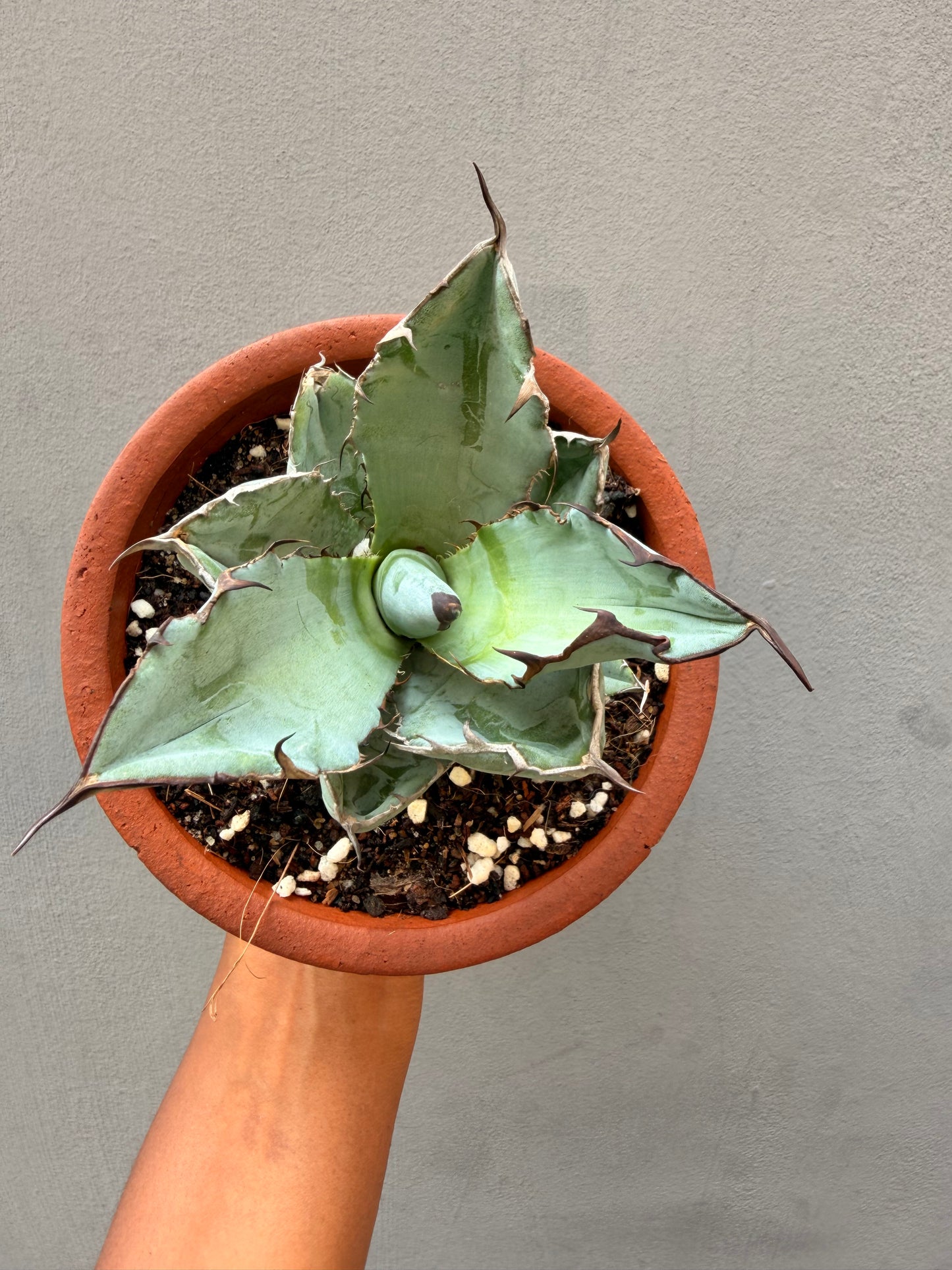 Agave Titanota 'Black and Blue"