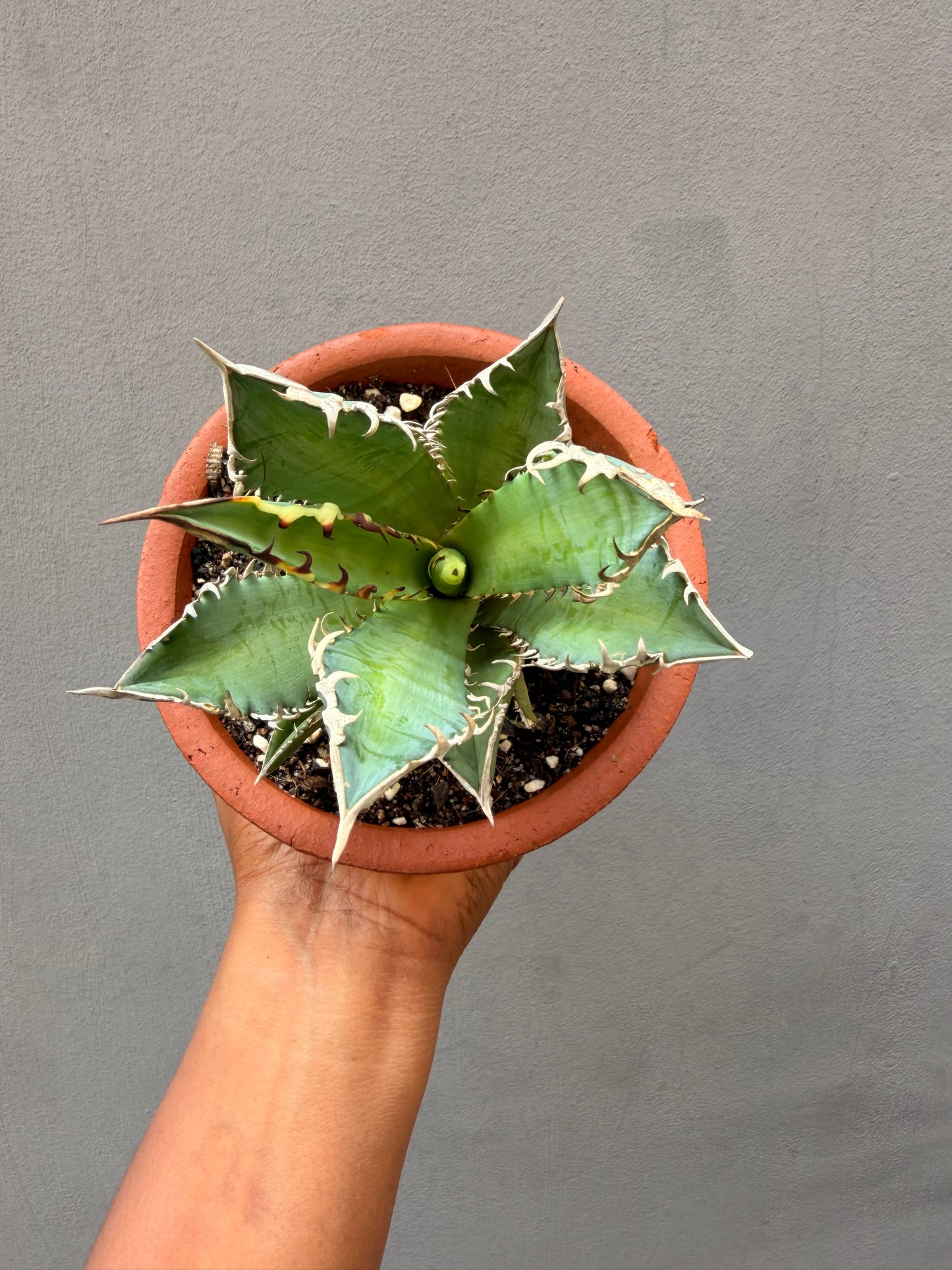 Agave Titanota Catweazle Red