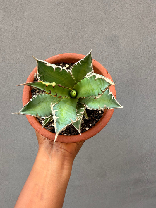 Agave Titanota Catweazle Red