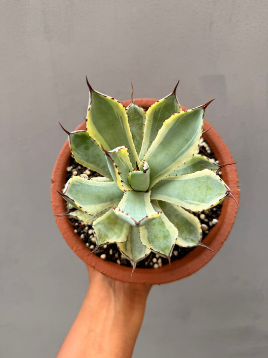 Agave potatorum ‘Kissho Kan’ marginata