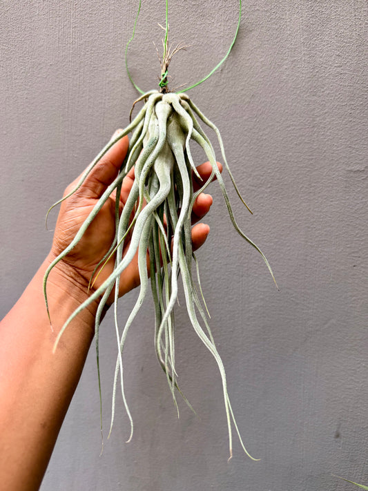 Tillandsia Ehlersiana