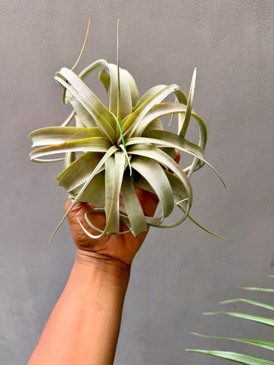 Tillandsia Xerographica