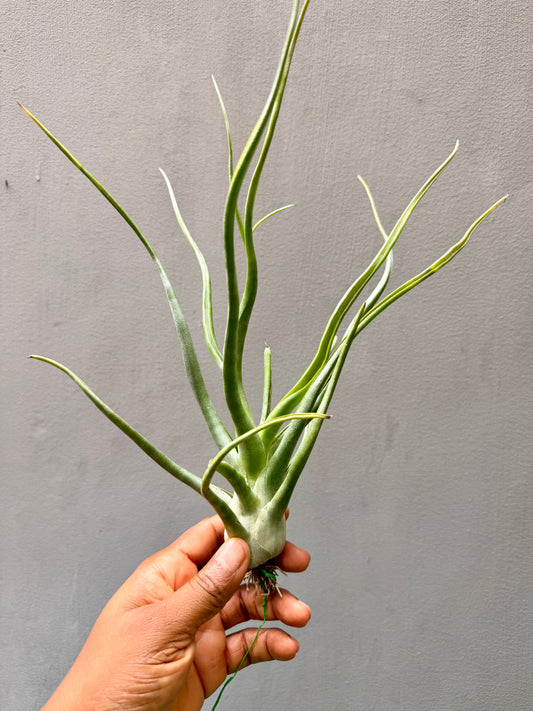 Tillandsia Bulbosa