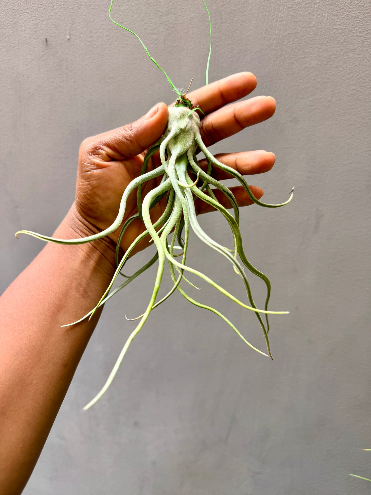 Tillandsia Caput Medusae