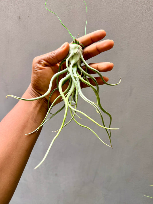 Tillandsia Caput Medusae