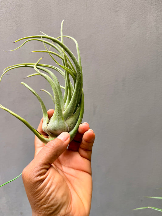 Tillandsia seleriana