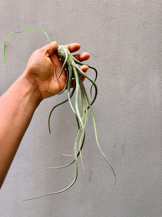 Tillandsia Baileyi