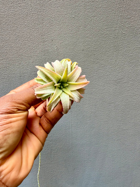 Tillandsia Ionantha Vanhyningii