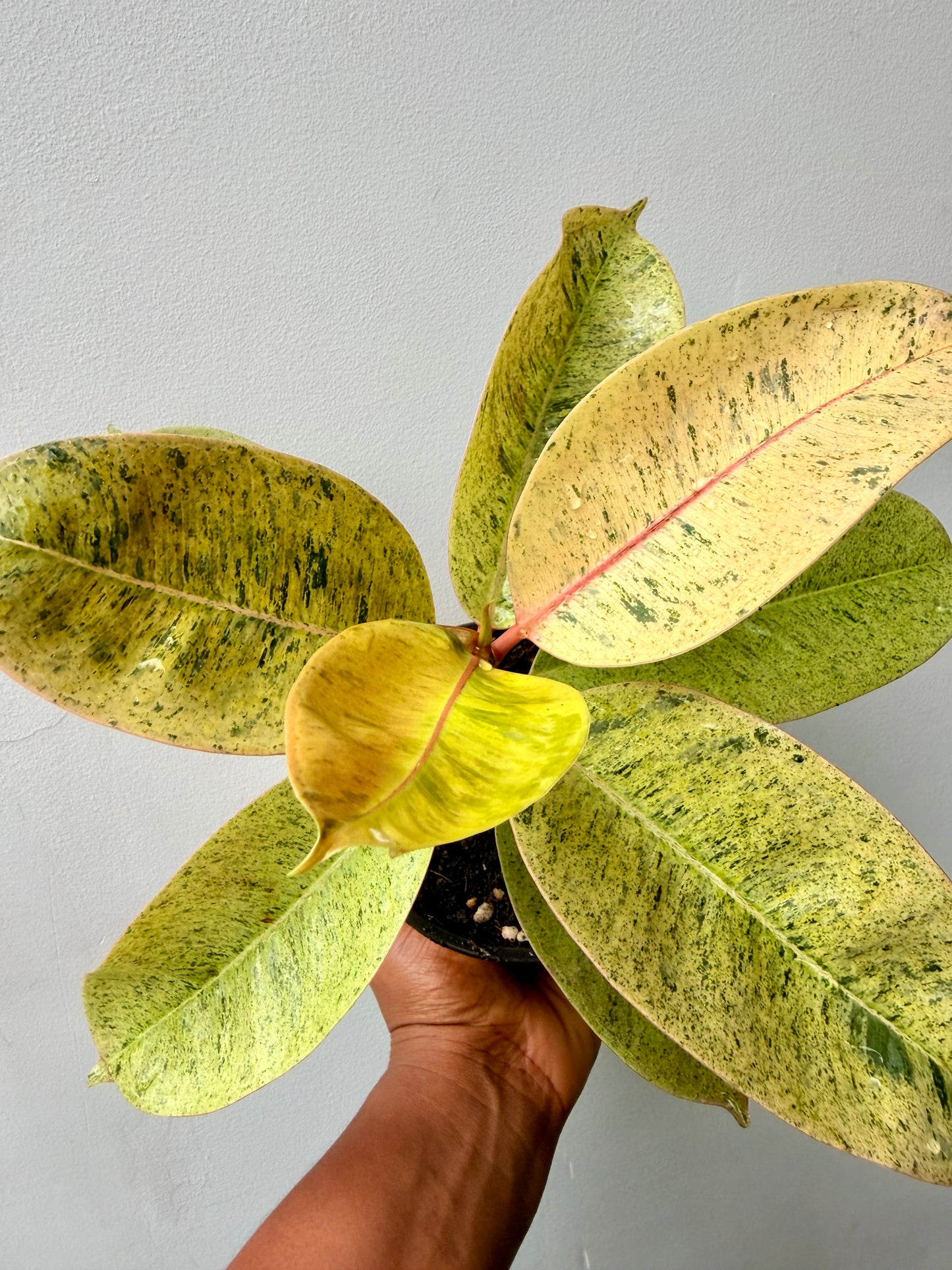 Ficus 'shivereana' (Moonshine)