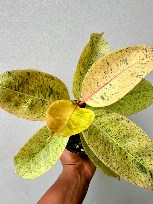 Ficus 'shivereana' (Moonshine)