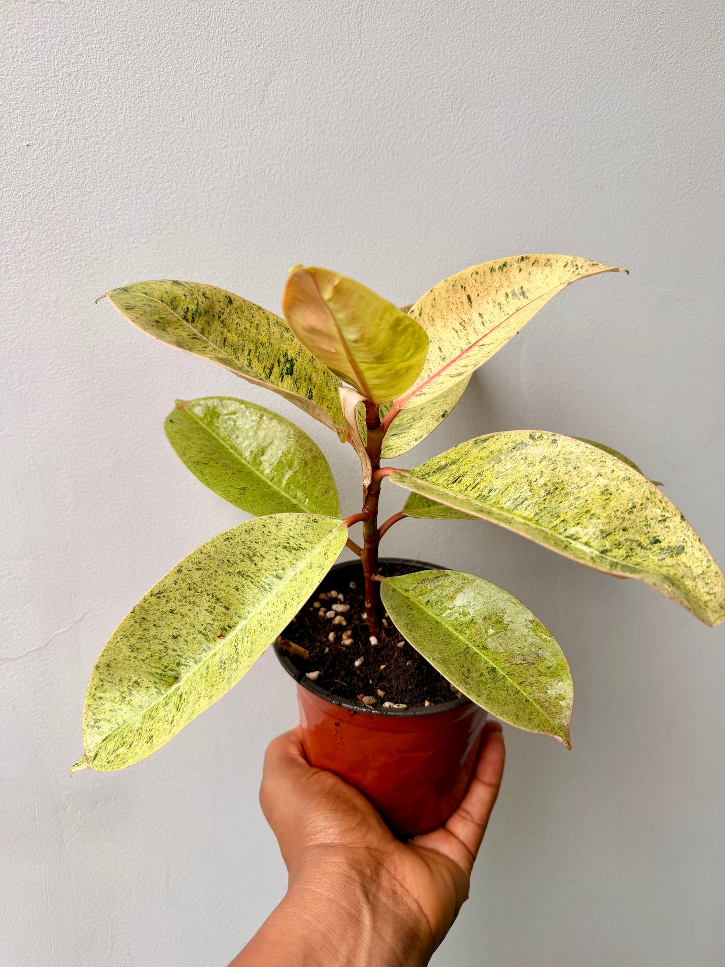 Ficus 'shivereana' (Moonshine)