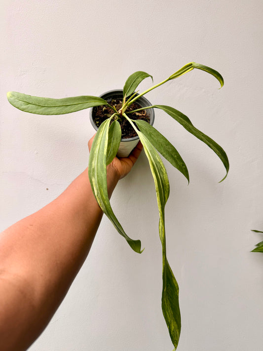 Variegated Anthurium Vittarifolium