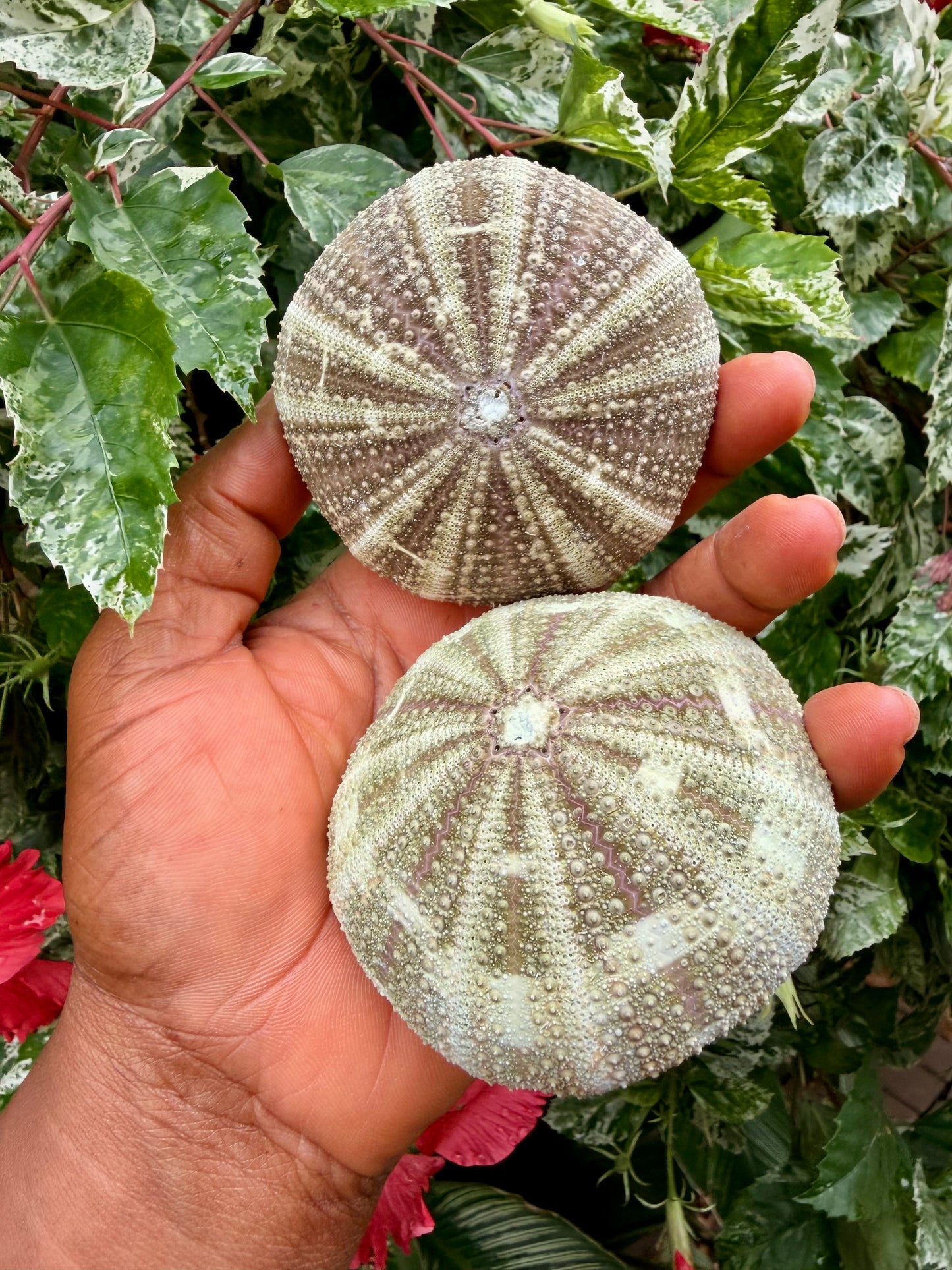 Decorative Shells