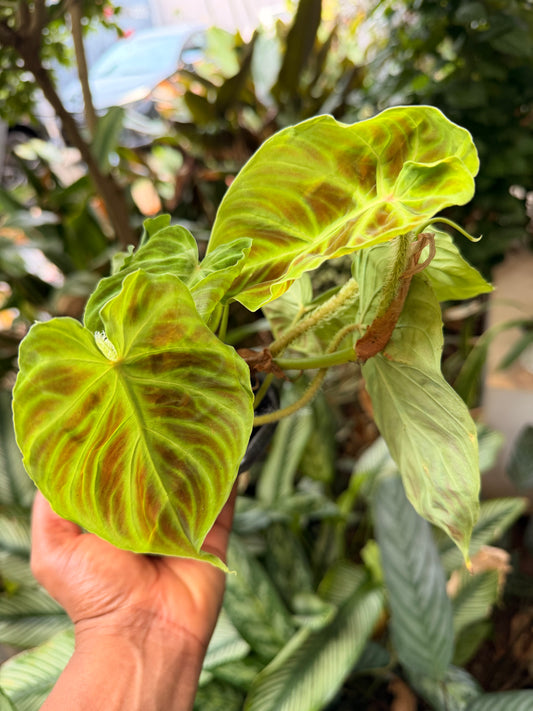 Philodendron Verrucosum