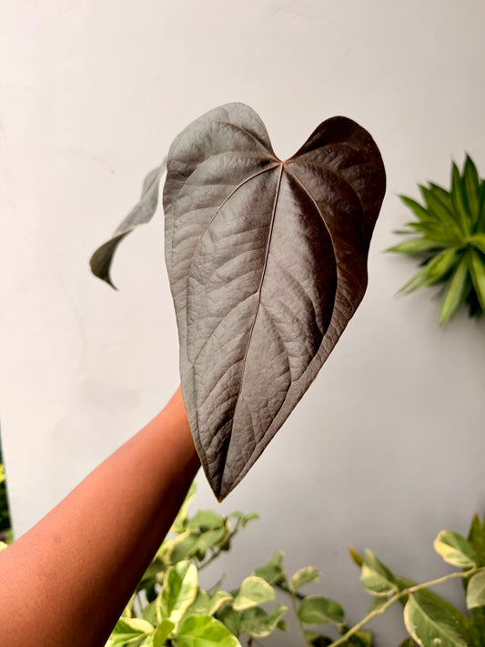 Anthurium Queen of hearts