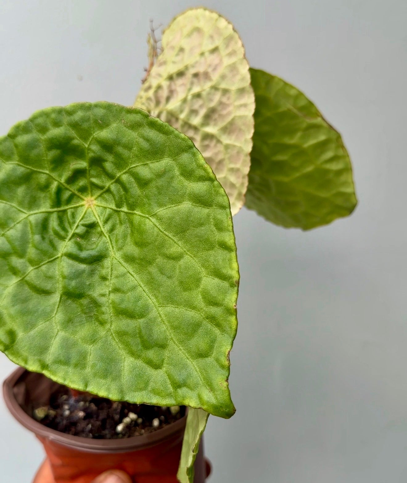 Begonia Natunaensis