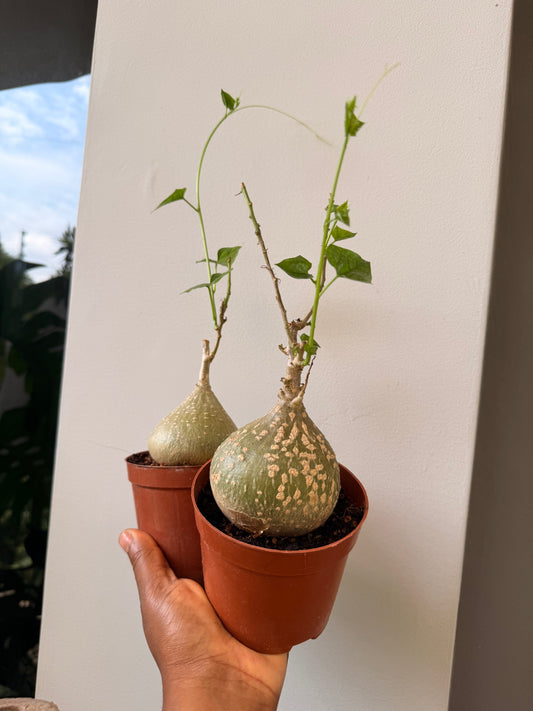 Gerrardanthus macrorhizus