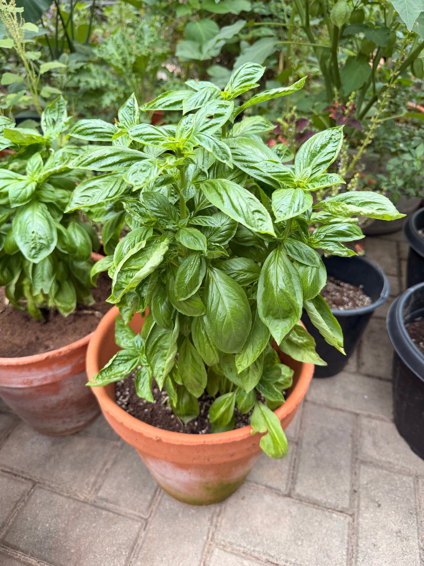 Mammolo Basil (Potted)