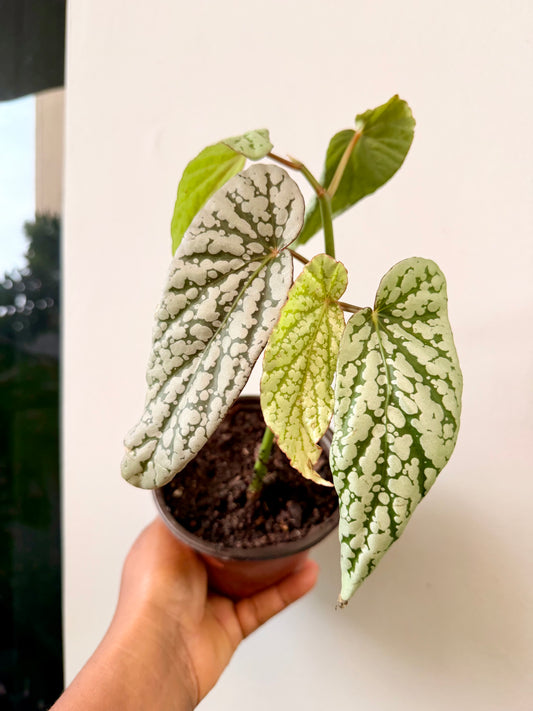 Begonia Pear blossom