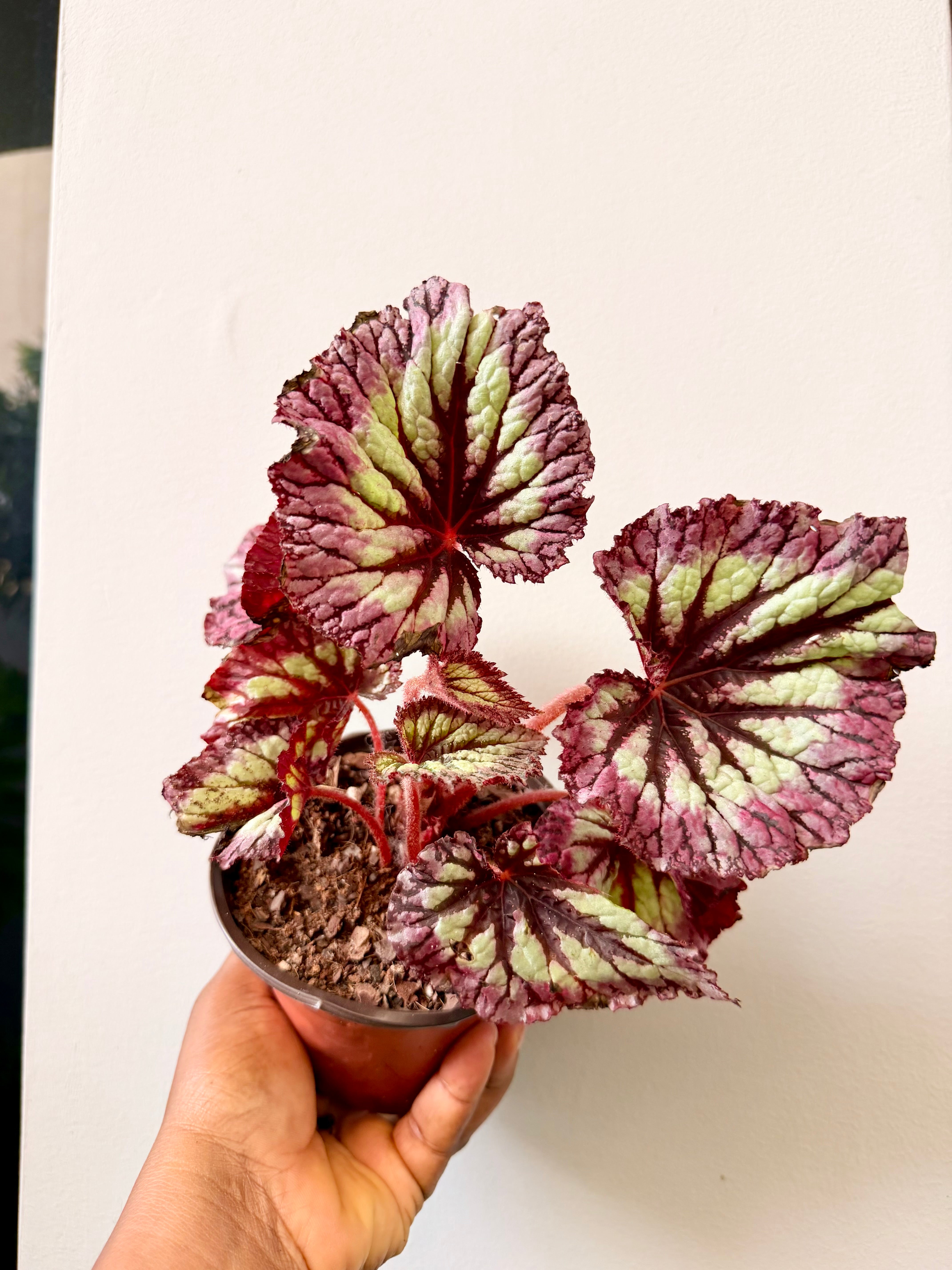 Begonia rex 'Fireworks' – Eudana Farms