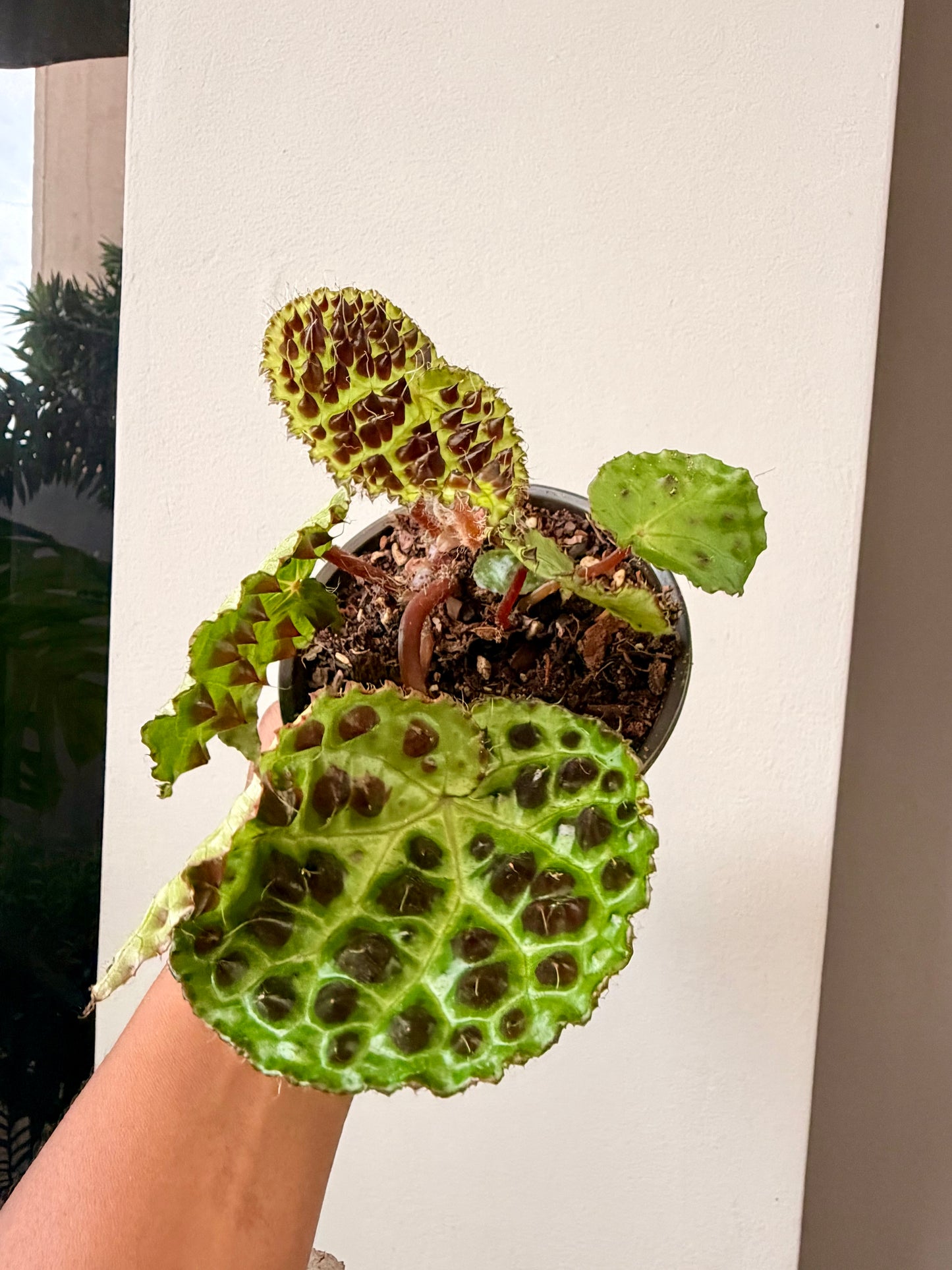 Begonia Ferox