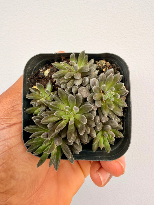 Sinocrassula yunnanensis