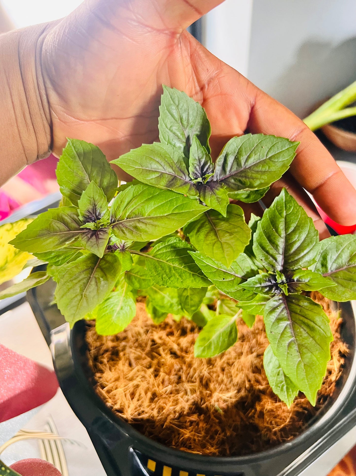 Dark Purple Opal Basil Seeds